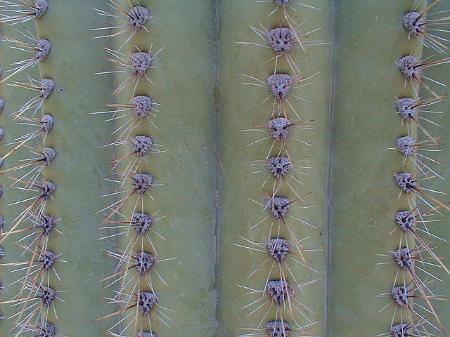 [Closeup of a Saguaro]