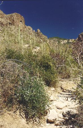 [Sonoran Desert Trail]