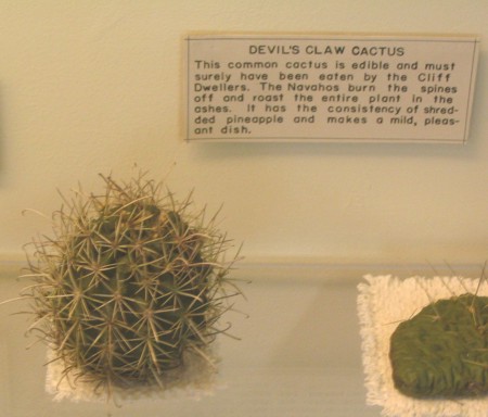 [Devil Claw Cactus Exhibit]