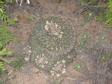 [Pincushion Cactus Cluster]