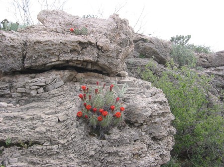 [Claret Cup on a Rock]